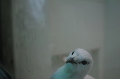 雷鳥　冬モード