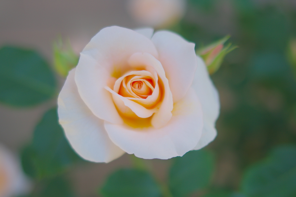 花 by いっす （ID：13503915） - 写真共有サイト:PHOTOHITO