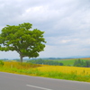 IMGP3114