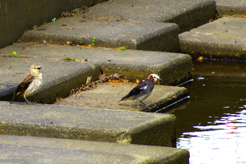 鳥