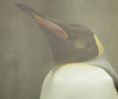 皇帝ペンギン