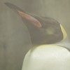 皇帝ペンギン