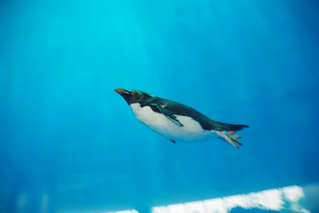 ペンギン