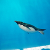ペンギン