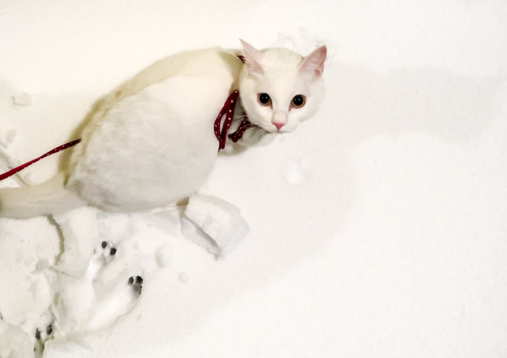 雪猫