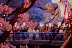 夜桜