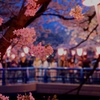 夜桜