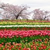 馬見丘陵公園
