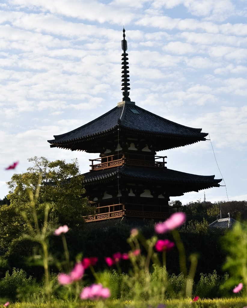 法起寺とコスモス