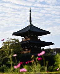 法起寺とコスモス