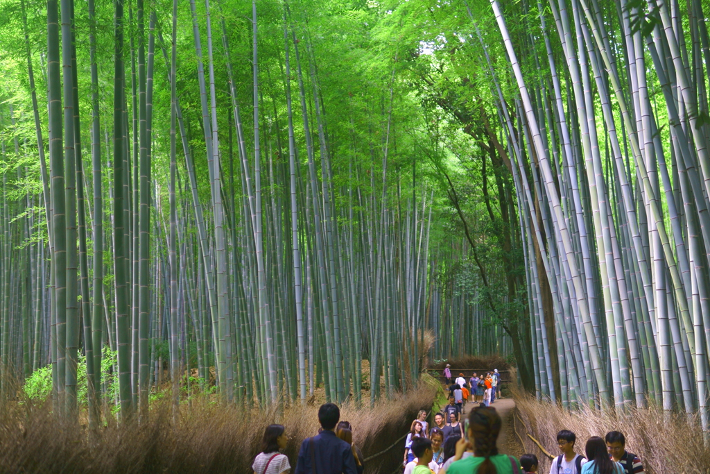 京都嵐山 夏の涼を求めて ２