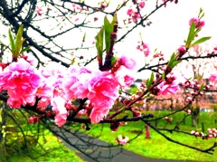 雨にも負けず。咲く桜