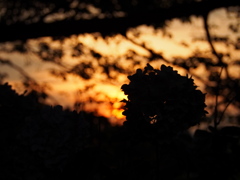 夕焼け紫陽花