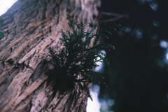 杉の脇芽