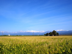 麦秋の立山