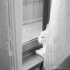 たそがれる猫