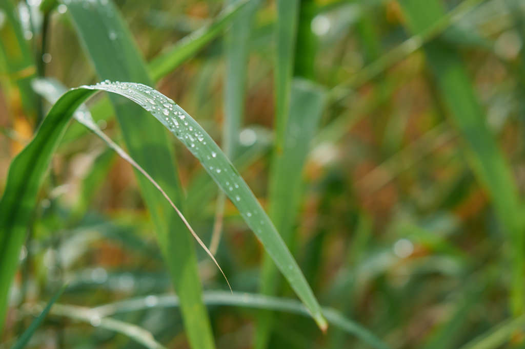 雨上がり なんかの草