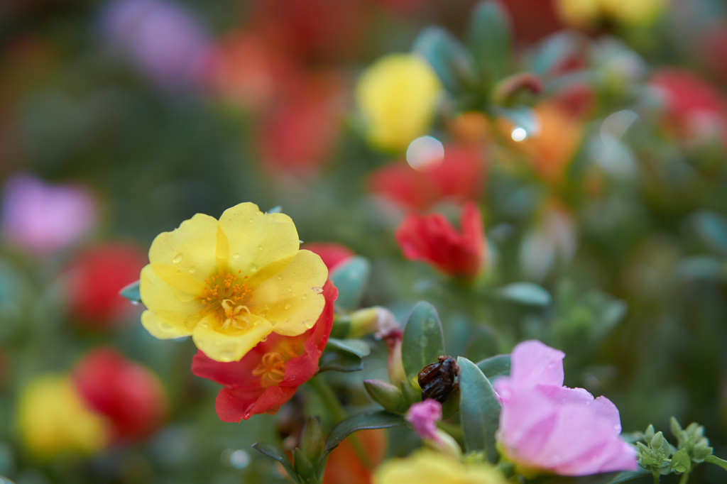 雨上がり なんかの花