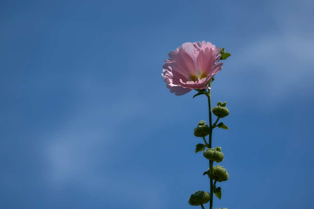青空独り占め
