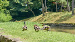 3羽 庭園を行く
