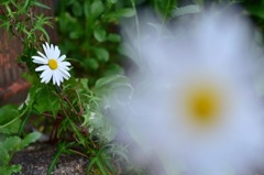 散歩写真-20160508
