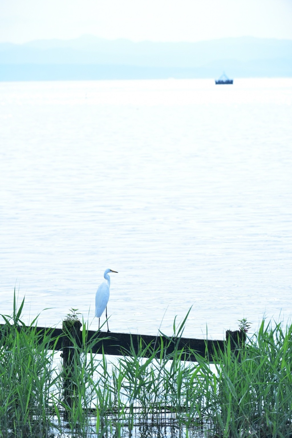 湖岸