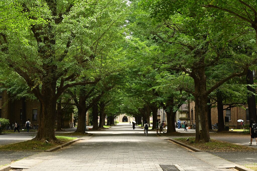 東京大学の緑2