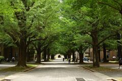 東京大学の緑2