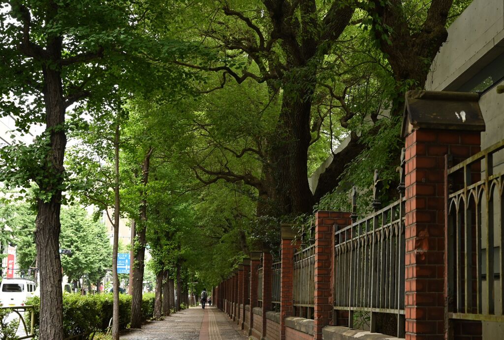 東京大学の緑1