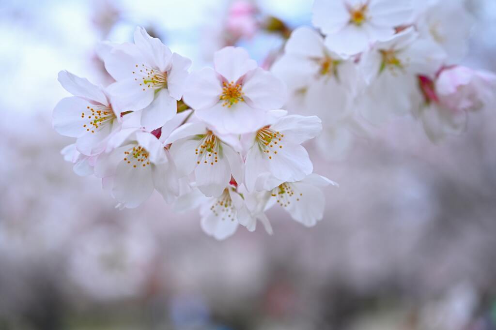 桜41