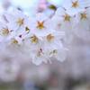 桜41