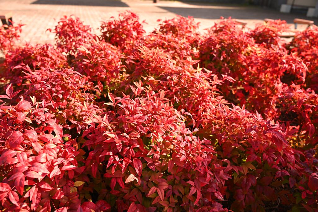 赤い花壇