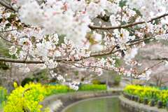 桜31
