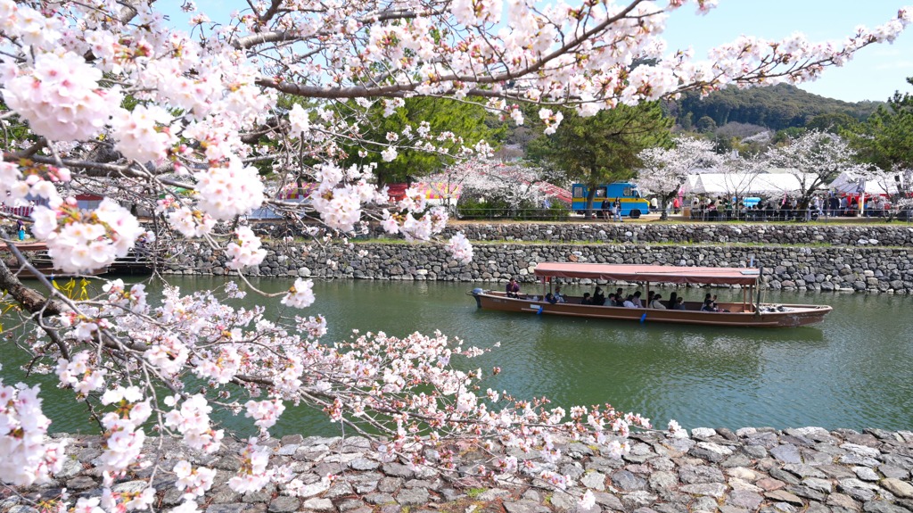 桜36