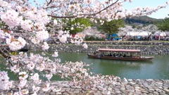 桜36