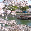桜36