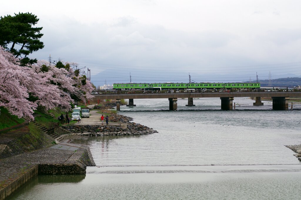 宇治川の桜
