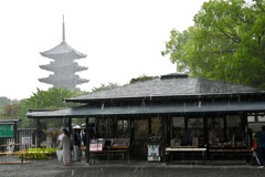 雨