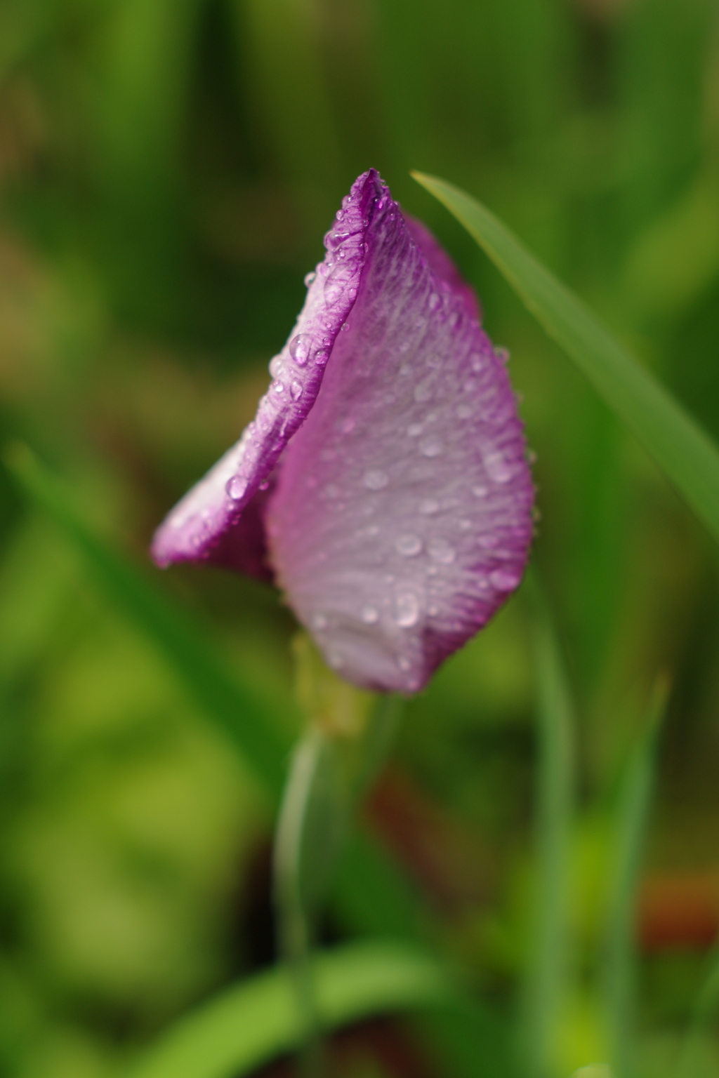 花菖蒲2