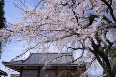 桜29