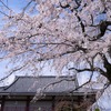 桜29