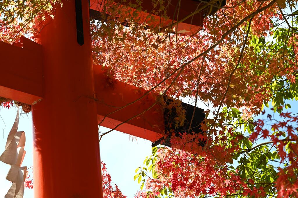 紅葉75