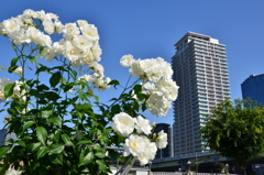 五月晴れ_中之島
