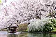 桜45