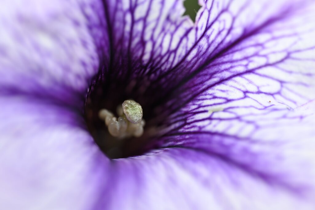 散歩スナップ79