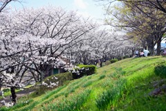 桜48