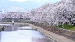 桜49