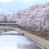 桜49