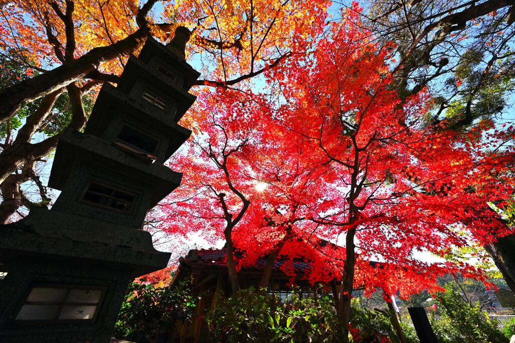 紅葉106