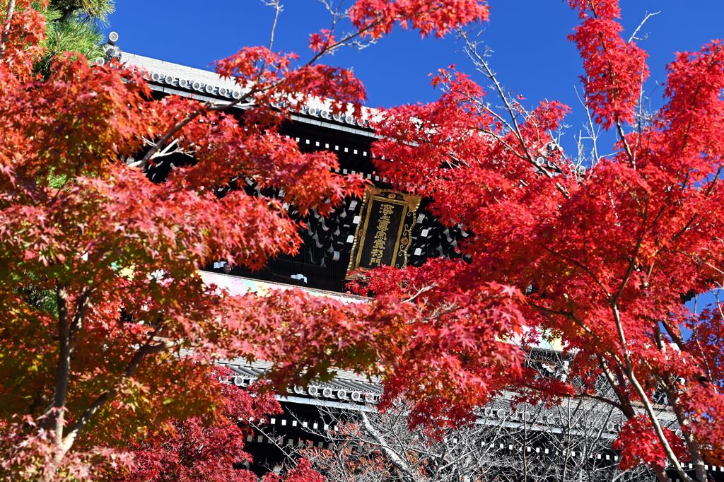 紅葉84